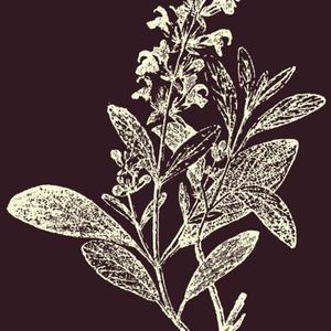 Meet your Posher, Sage